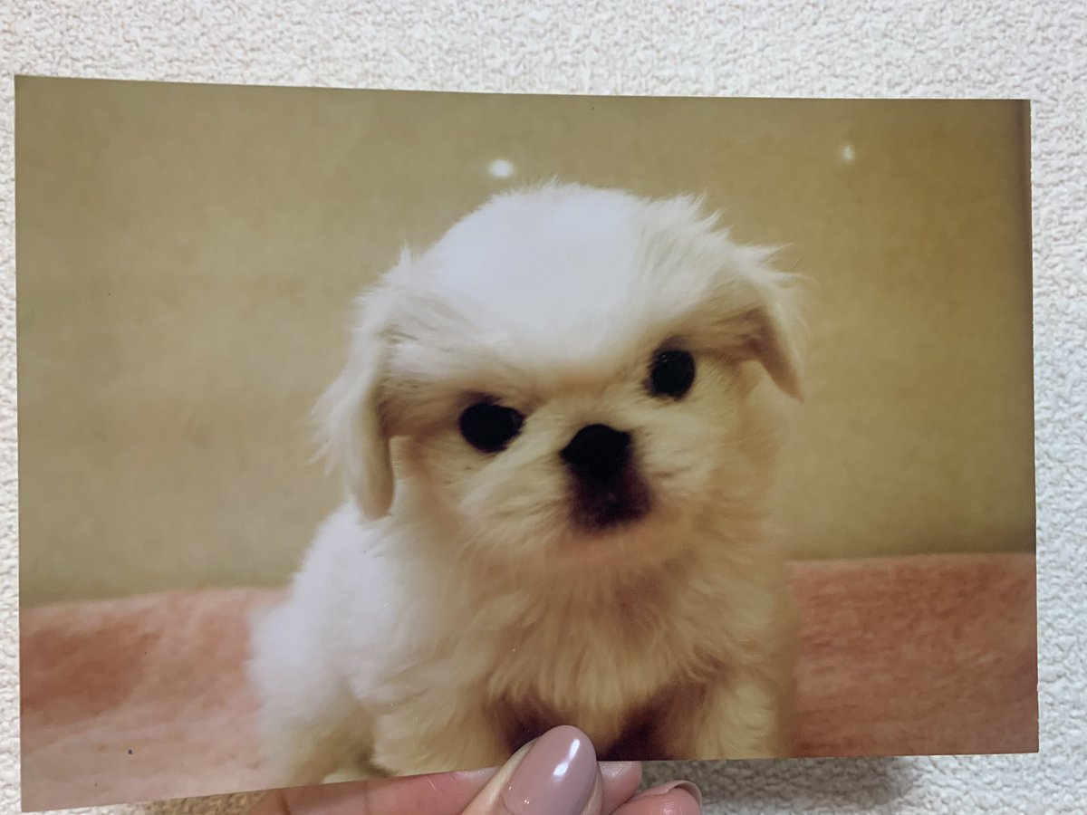 くるみちゃんネル Youtube更新中 トレンド1位並みの可愛さ 赤ちゃんの頃 犬 犬好きさんと繋がりたい 犬のいる暮らし 癒し もふもふ Pekingese 페키니즈 ペキのかわいさ広め隊 Dog 愛犬 動物 可愛いと思ったらrt くるみちゃんネル Youtube更新中 トレンド1位並みの可愛さ 赤ちゃんの頃 犬 犬好きさんと繋がりたい 犬のいる暮らし 癒し もふもふ Pekingese 페키니즈 ペキのかわいさ広め隊 Dog 愛犬 動物 可愛いと思ったらrt