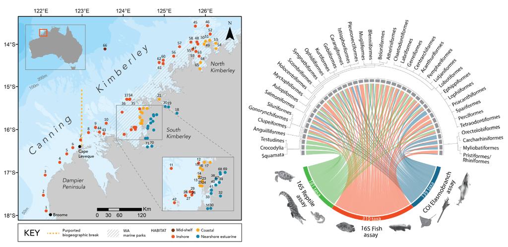 Large-scale #eDNA metabarcoding survey across 700km of north-western Australia detects a marine biogeographic break 🌏 and critically endangered #sawfish #wedgefish and #riversharks 🦈🧬 @Curtin_TrEnD @DPIRDWA @consbiog @ZoeR_Coral @joey_squishfish @StatMichael @Matt_Heydenrych