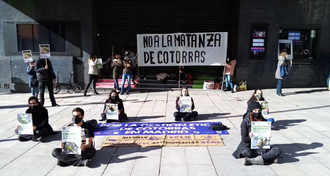 SerAnimales's tweet photo. La responsabilidad es nuestra por haberlas traído. Y ahora las masacramos!! NO al #genocidio de las cotorras en Madrid.

@bcarabante
@almeidaPP_
@AmandaRomero_G
@Ignaciobenitop
@FMartinezVidal_
@Lineamadrid 

#GestiónÉticaCotorrasMadrid https://t.co/IG3FkxaRaS