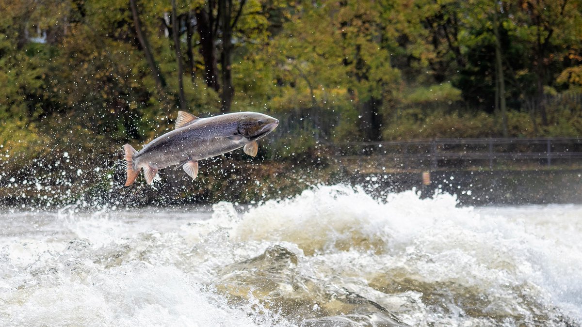 Loved the Ness #salmon ID film. We did similar in Shrewsbury in Nov to monitor time fish were 'stuck' at the weir. This female (I called her 'white spot') tried for 3 days to make her leap @BBCSpringwatch @ChrisBaingerEA @FishtheNess #Winterwatch shorturl.at/tMV06