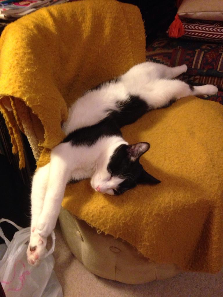 Just #MyCat aka my fanny according to @myGPapp 🤦‍♀️