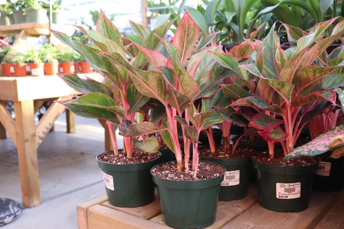 InfoFloral's tweet photo. Mondays aren’t bad when you can spend it in a greenhouse! 
Check out these bad boys 😏 
ALL Aglaonema plants are 25% OFF! https://t.co/beHYGyx9lc