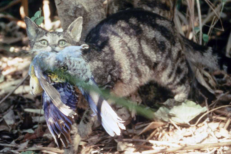 adrifloresrvl's tweet photo. Canarias es uno de los los lugares donde más se ha estudiado el impacto por los gatos asilvestrados a nivel mundial. En este hilo vamos a ver que dicen los datos.
📷: Brisbane City Council https://t.co/lWgfornjEb