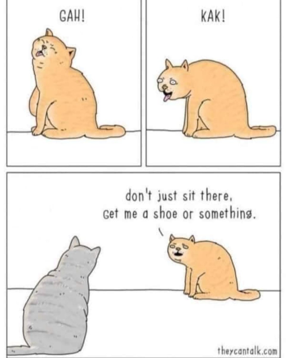 STL_SSLP's tweet image. Monday mood...😐
.
.
.
#Monday #MondayMood #Cats #Rescue #AdoptDontShop #Cat #FosterAShelterPet #RescuePet #Adopt #Foter #Rescue #RescueCat