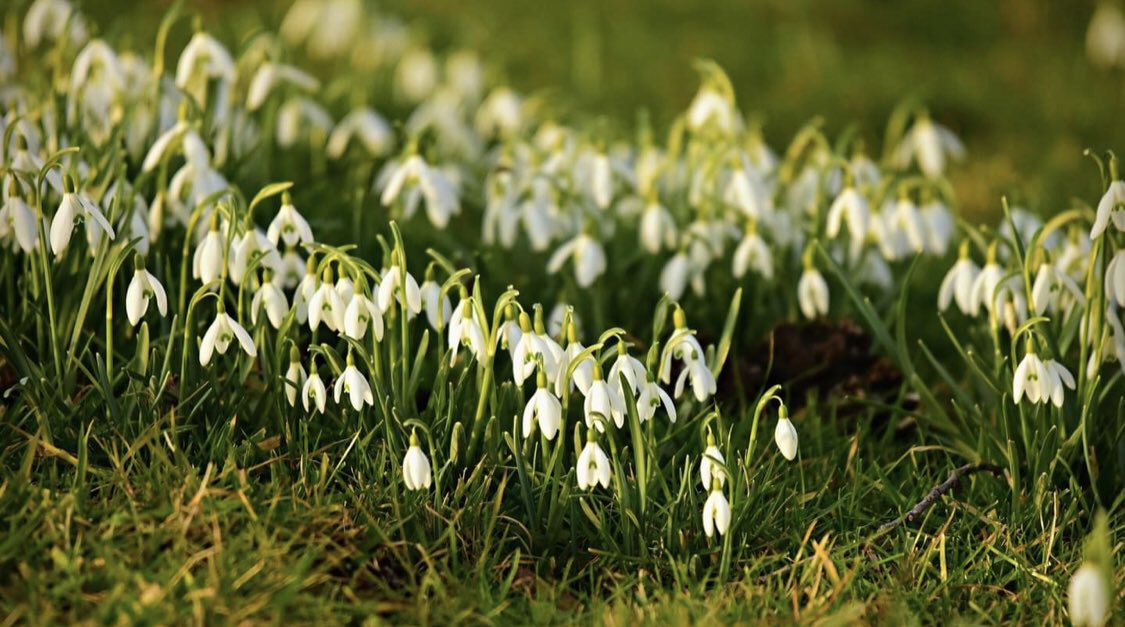 The Pagan Federation (@paganfederation) on Twitter photo The PF Online Imbolc Festival
fb.me/e/1R1LDqrbW
Jan 31st 11am GMT
Join us for our online celebration of Imbolc which will include rituals and activities for all ages.
#imbolc #onlinefestival #paganfederation #paganfederationinternational #paganfederationscotland The PF Online Imbolc Festival
fb.me/e/1R1LDqrbW
Jan 31st 11am GMT
Join us for our online celebration of Imbolc which will include rituals and activities for all ages.
#imbolc #onlinefestival #paganfederation #paganfederationinternational #paganfederationscotland