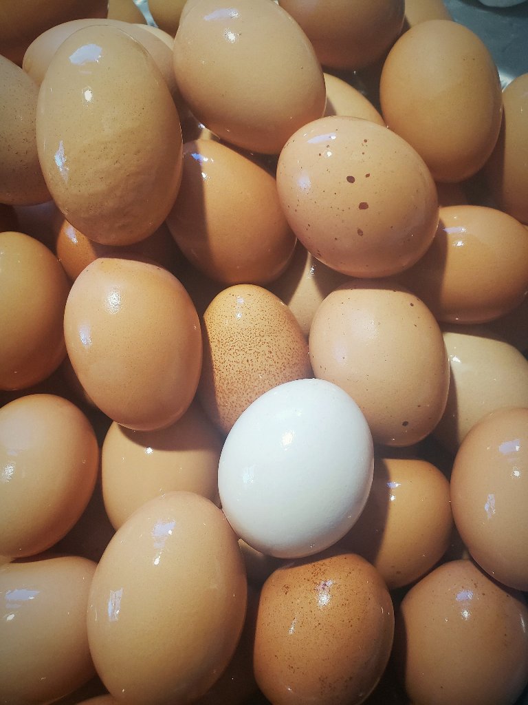 FusilierFarms96's tweet photo. Who can guess the breed of laying hens we have? (P.s. it's only 1 breed!)
#familyfarm #manchestermi #farmfresh #eggs #freerange #cagefree #chelseami #supportlocal #supportlocalfarmers #SmallBusiness #FusilierFarms #CSA #Delivery #farmersmarkets #farmstores https://t.co/y3JbuYh0Ef