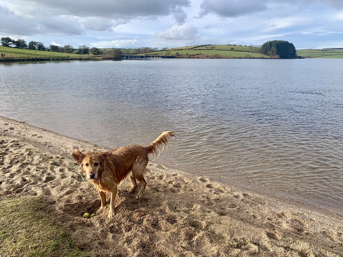 Dr Amelia Bridges tweet media