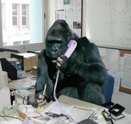 A_doubleC_D's tweet photo. Bitch, it’s King Kong

                                  Yes, I’m King Kong

This is King Kong?

                               Yes, Miss King Kong https://t.co/XJdi6QHUiJ