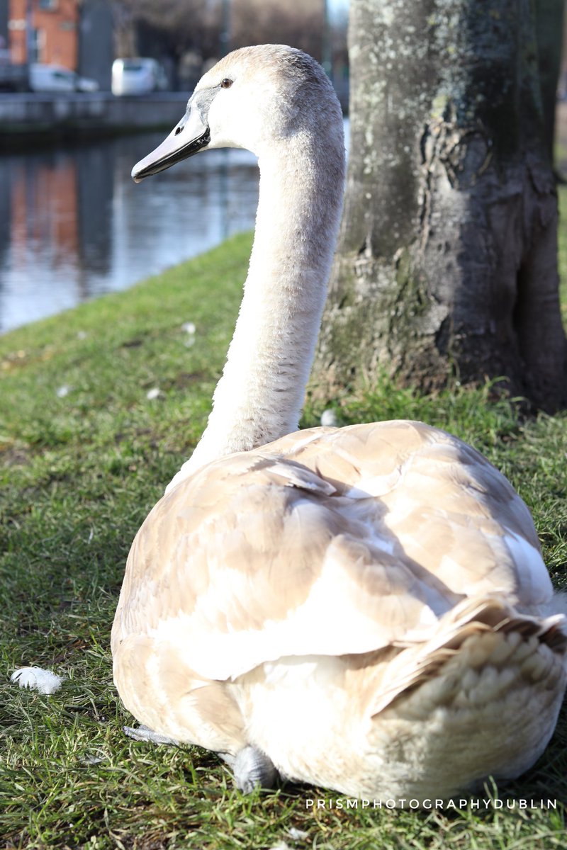 #swan #swanphotography #photography #PhotographyIsArt #ThePhotoHour #images_with_stories #photosofdublin