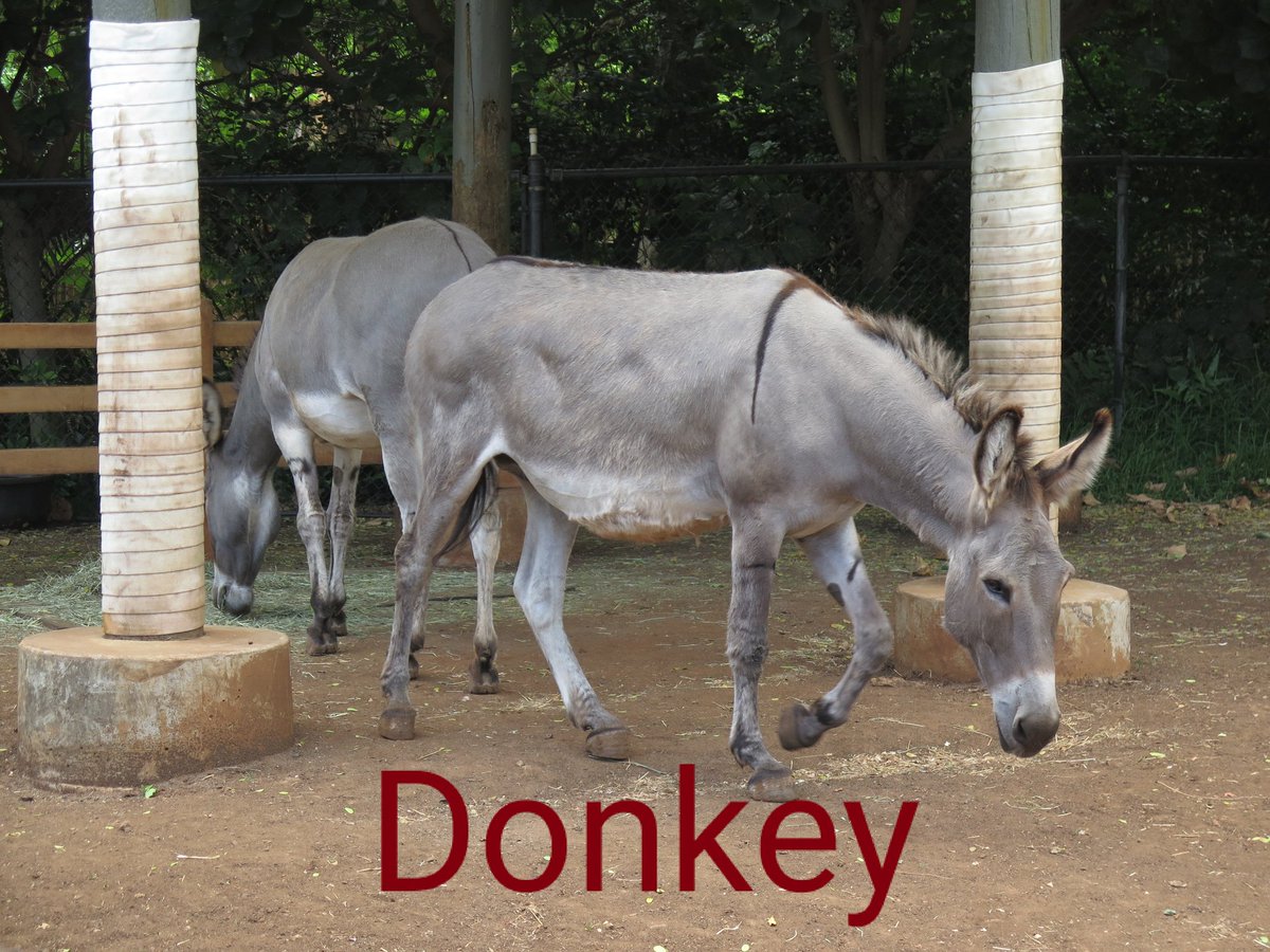高品質！ ロバ（Donkey）頭骨　♂ Equus asinus（ロバ）