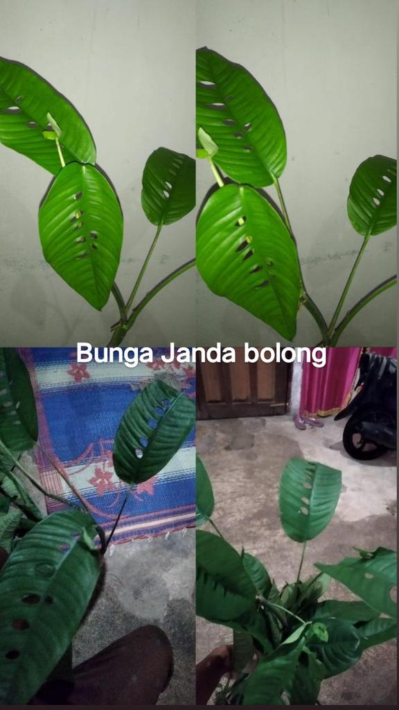 Anakrantau_00's tweet photo. Ada yang minat dengan bunga ini?😀 https://t.co/IhSWLBQ2UK