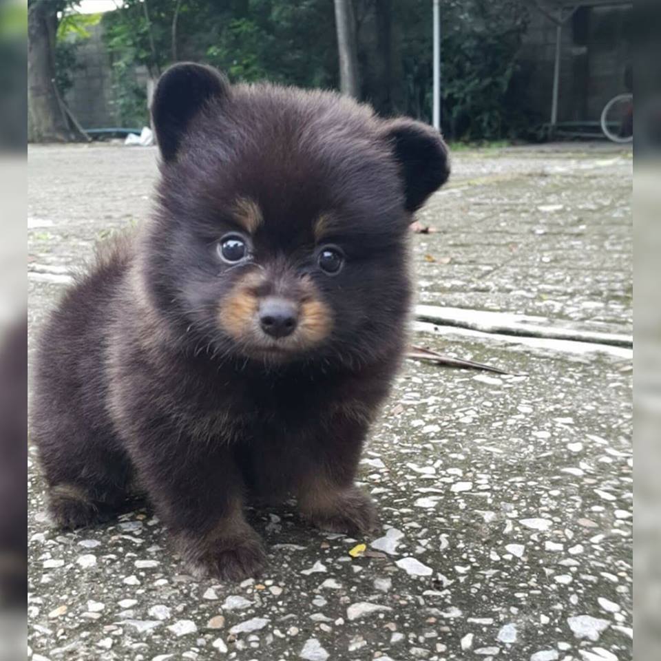 cute little baby bear cub ,,, how can you not love this little thing :)