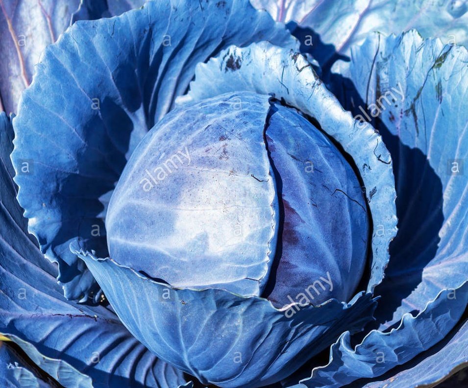 Fck it taeyong as cabbage- a thread