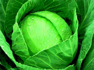 Fck it taeyong as cabbage- a thread