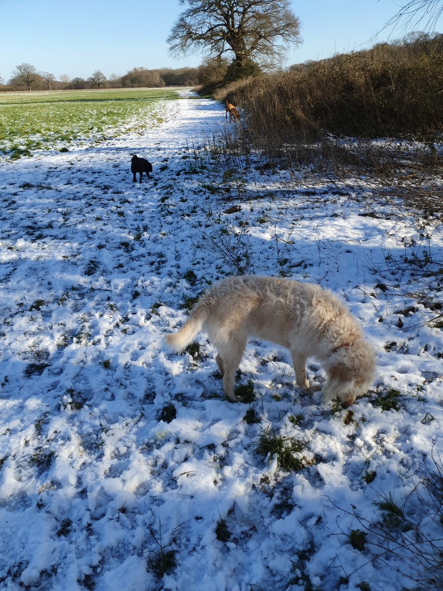 dogberks's tweet photo. Best day possible to do the best job possible. https://t.co/zCAoegUCcq