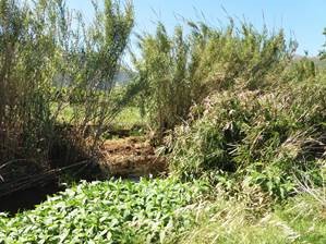 CHJucar's tweet photo. Iniciamos actuaciones de #RestauraciónFluvialCHJ 🏞️
 
▪️ #RíoMagro en #Carlet
▪️ #RíoVaca en #TavernesDeLaValldigna  #BenifairóDeLaValldigna #SimatDeLaValldigna

👉 Eliminación del #ArundoDonax y restauración de la vegetación de ribera.

Mantenimiento a cargo de sus ayuntamientos https://t.co/OMFOlJPTca
