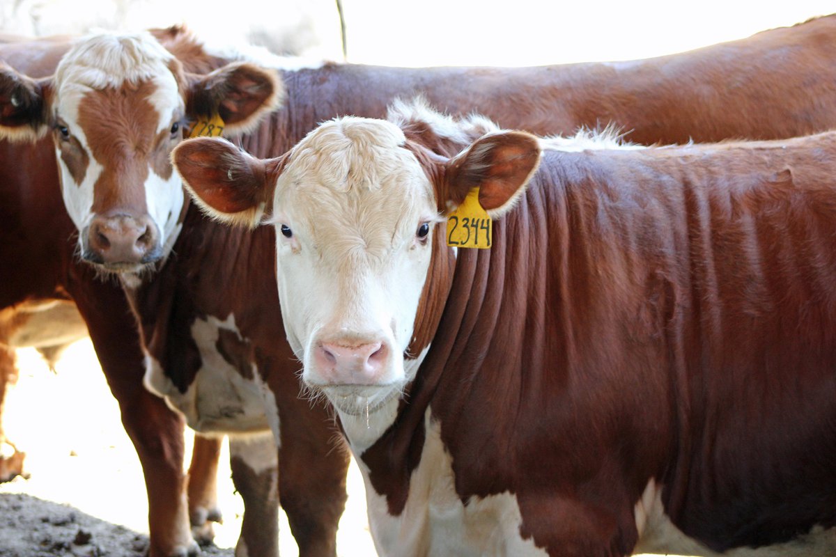 UNLBeef's tweet photo. The likelihood of regional triggers under the industry’s proposed '75% Rule' >>> https://t.co/5CEEf9t0Mn
#beef #cattle #packingplants #cattlemarkets #UNLBeefExt https://t.co/wVFFCdRsAP