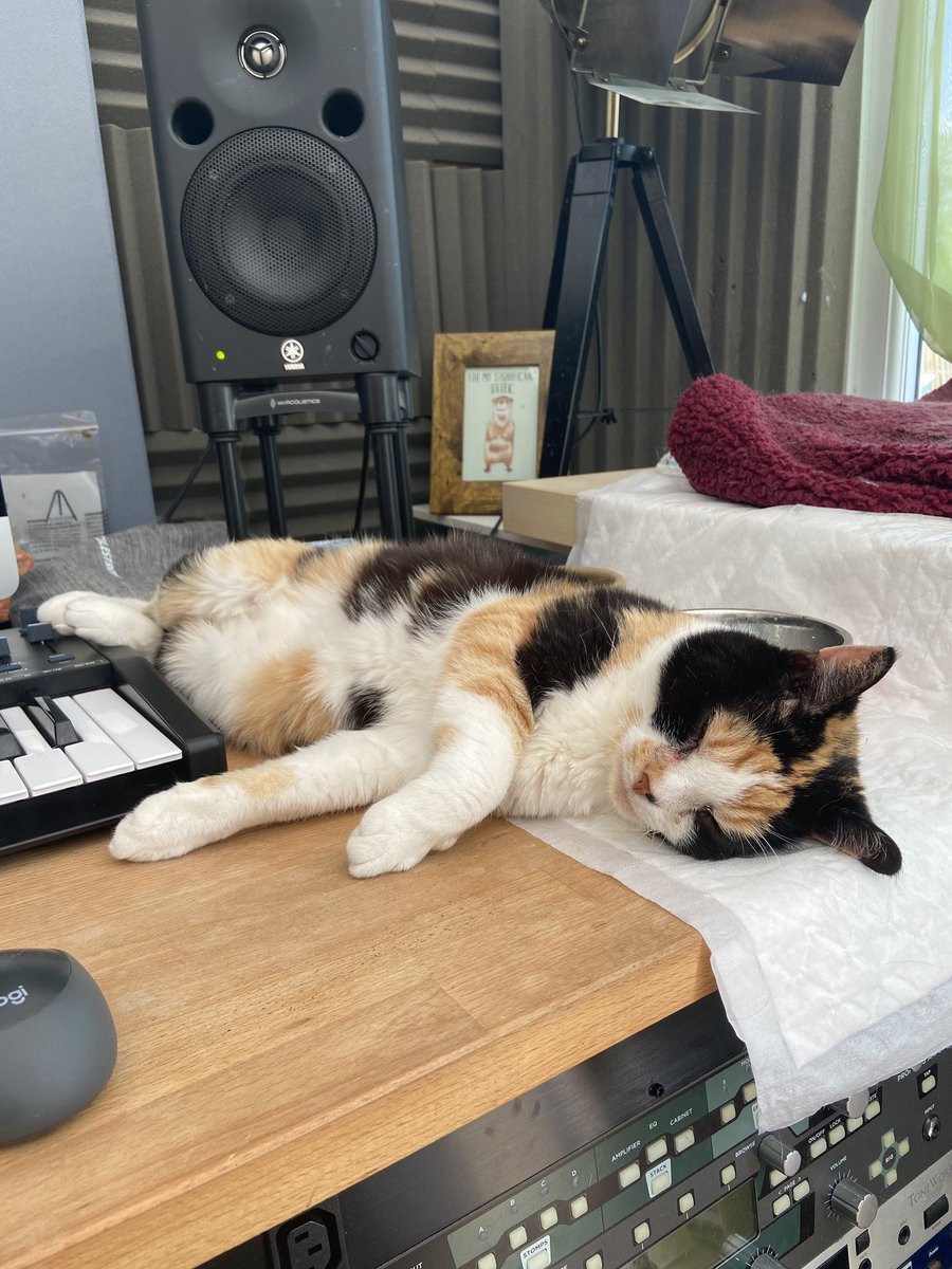 susand_1's tweet photo. @SimonsCat Nina loves a good loaf 😊 https://t.co/v4OZNGfLOm
