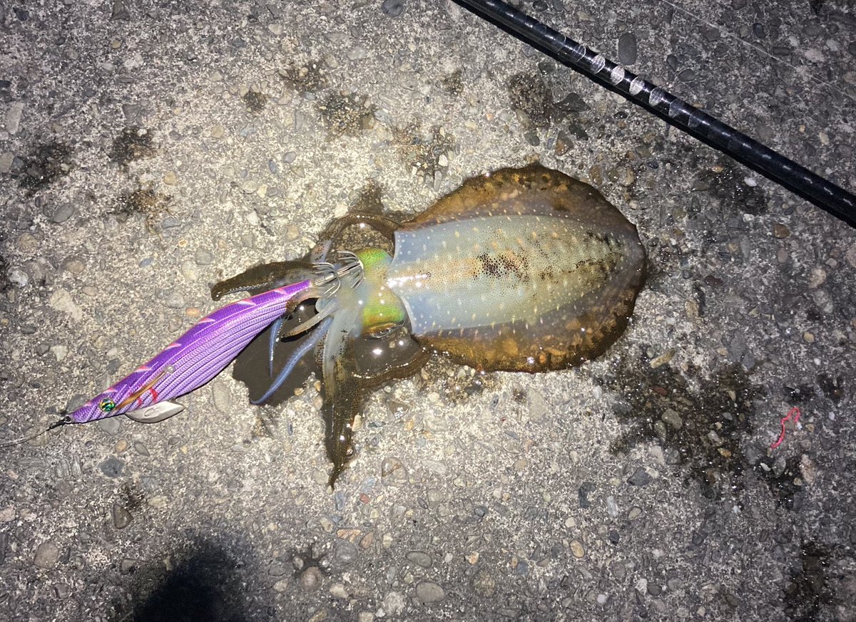 New9鯛 釣り垢 今日は風も緩く エギング日和 釣れたけど サイズが上がりませーん 100g 300gくらいかな エメラルダス ダート Ii Type S 紫 縞パープル杉3 5号 ラトルtypes 赤 グレープキャンディ3 5号 エギング 秋イカ 和歌山 アオリイカ New9鯛 釣り垢 今日は風も緩く エギング日和 釣れたけど サイズが上がりませーん 100g 300gくらいかな エメラルダス ダート Ii Type S 紫 縞パープル杉3 5号 ラトルtypes 赤 グレープキャンディ3 5号 エギング 秋イカ 和歌山 アオリイカ