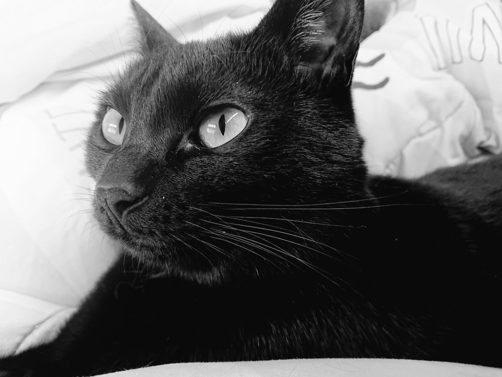 きなこさん 白黒にするとかっこいいと聞いた あんずは黒いままですにゃ でもカッコいいですにゃ Fwf 黒猫 黒猫同盟 Blackcat 黒猫女の子