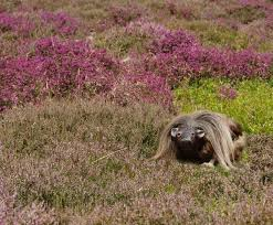 Finally, the haggis. Its taxonomy is uncertain, but it's a mammal. Some suggest it's related to the tenrec, (they're endemic to Madagascar, so this is biogeographically unlikely) or even platypus, but the mountain hare (Lepus timidus) is a more likely relative.  #BurnsNight2021