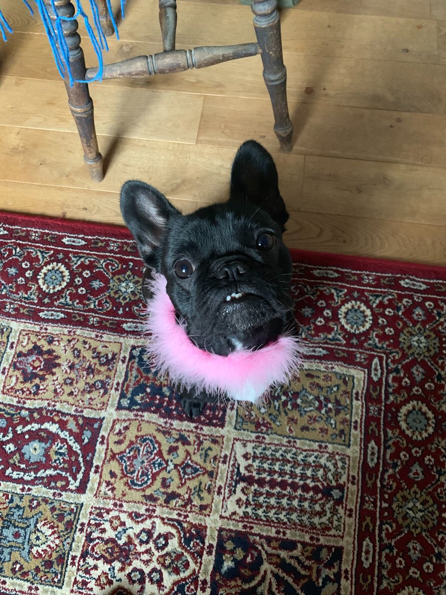 cssf_uk's tweet photo. @The_Globe This is Denny from Barketing. He misses coming to The London and being the most important person in the office...

#ShakespeareDogs #ComedyLoveAndABitWithADog https://t.co/xghkZa8r9r