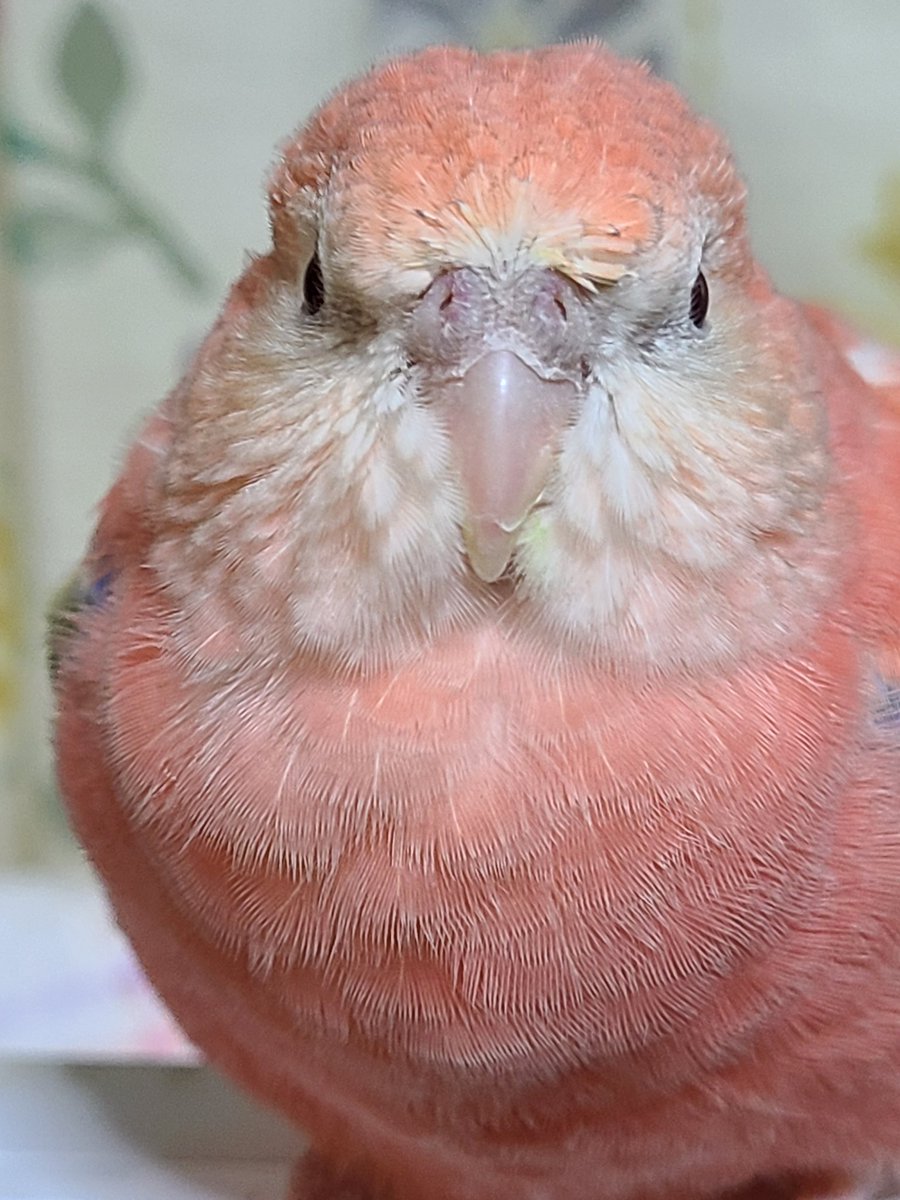 インコ4種類、真っ正面。 (正確にはオウム含む) #これを見た人は正面の