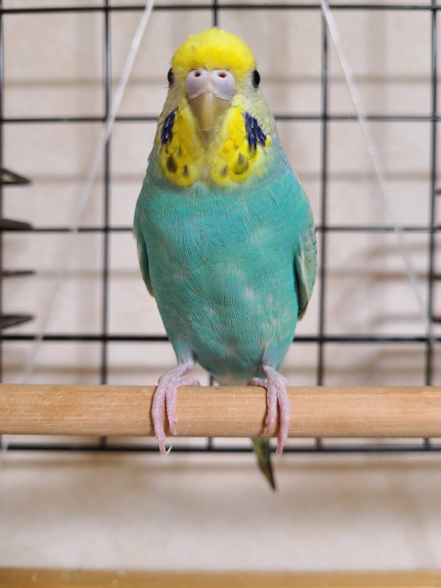 インコ4種類、真っ正面。 (正確にはオウム含む) #これを見た人は正面の