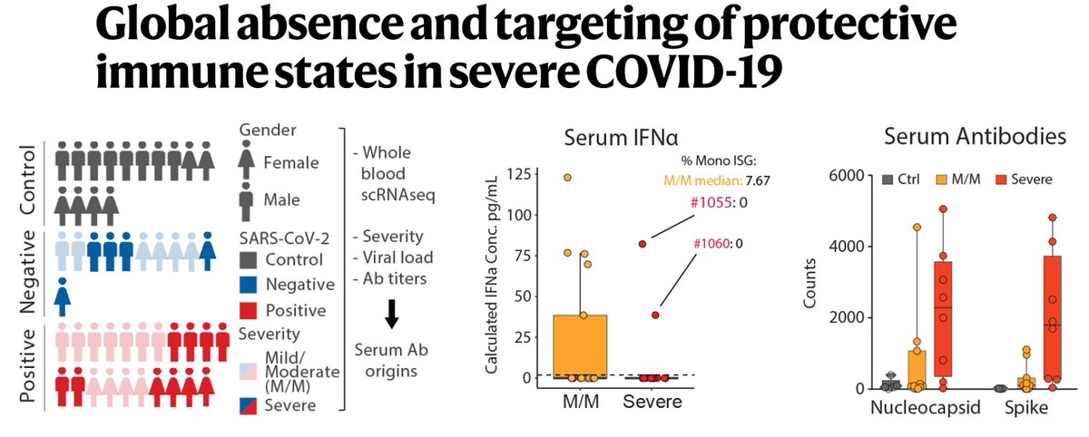 Just published @nature
Understanding why some people develop severe covid while others have mild disease with extensive single-cell RNA-seq of immune cell response
nature.com/articles/s4158…
Mild: good interferon (IFN) response
Severe: block IFN, "overzealous" antibody response