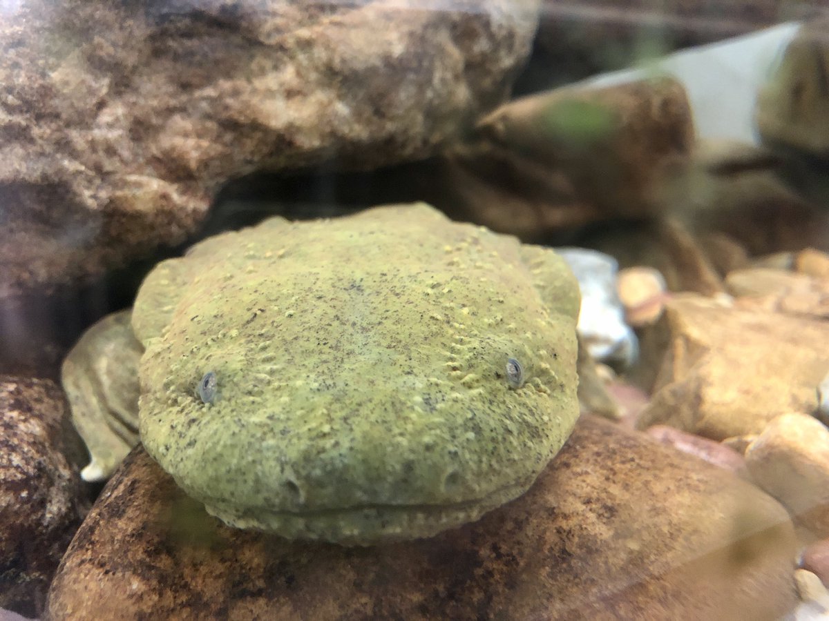 TimLane13's tweet photo. Cletus has asked that I promptly release a small crayfish into his custody. Time to go kick seine for a few. You know you want to boop the snoot! #easternhellbender #snototter #VDWR_AWCC https://t.co/v7UTxg1Bmv