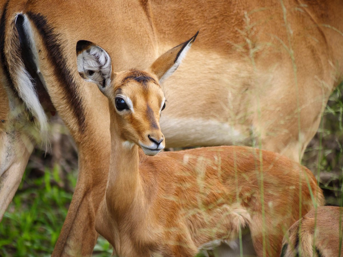 It's Africa's #GreenSeason at the moment! From now until around April expect to see cute fawns, foals, calves &amp; cubs. This time also delivers the best light of the year for photography. 

Enquire about our safari destinations at Newmark.
