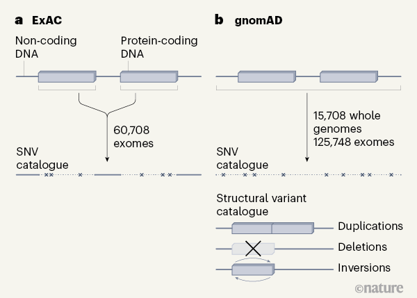 MColebrook's tweet photo. Thousands of human sequences provide deep insight into single #genomes https://t.co/LOFqvFy3kz
> @adrmunozb @adCalzadilla #Genomics #Bioinformatics #Bioinformatica #ExAC #gnomAD https://t.co/pUaNhRNy6L