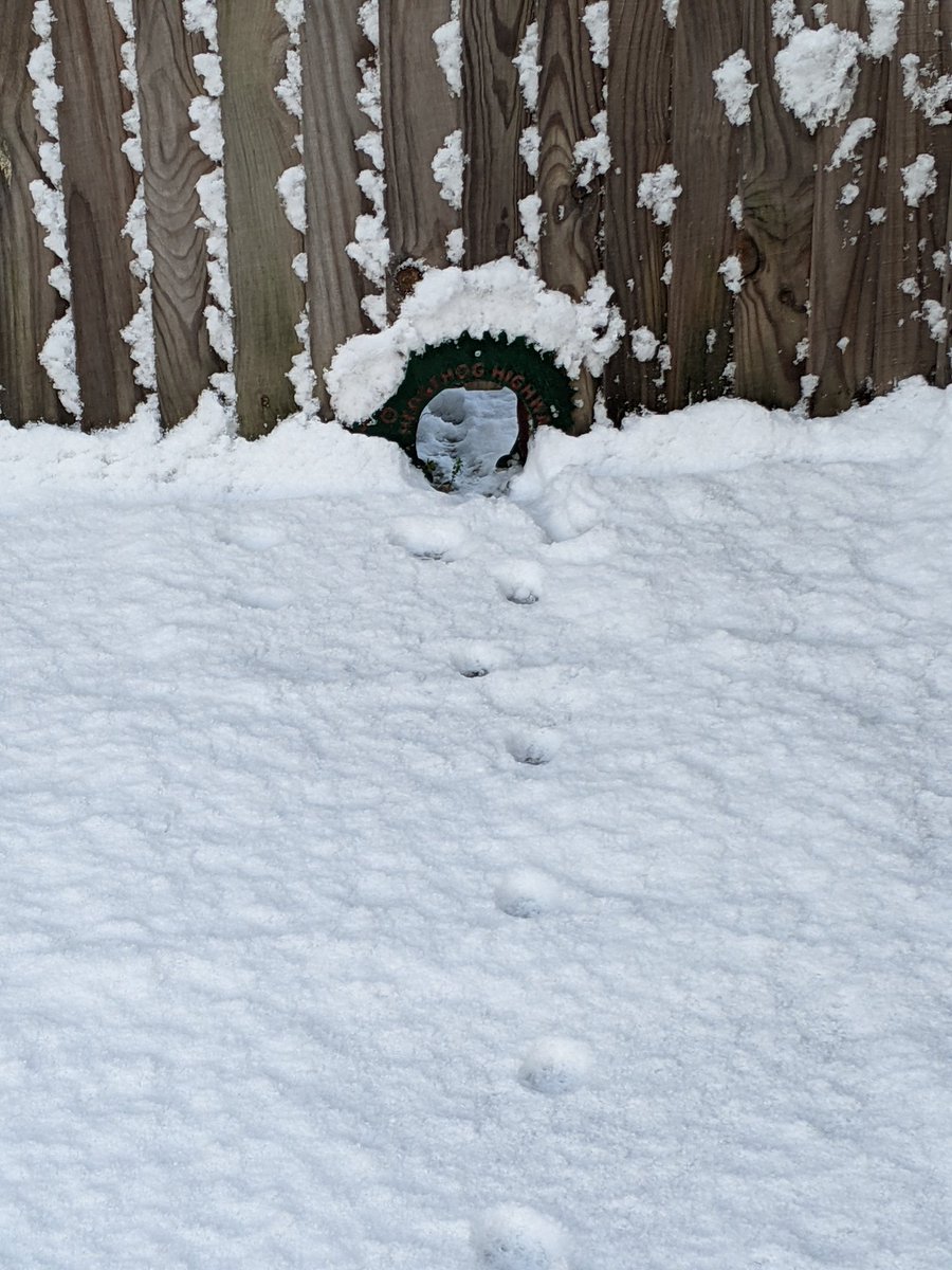 catboggild's tweet photo. 🦔
@WildlifeTrusts any idea what has been making use of the #hedgehoghighway in the snow? 

Guessing it's a cat 🤷🏼‍♀️ as 🦔 should be sleeping. https://t.co/rZKDkds1ON