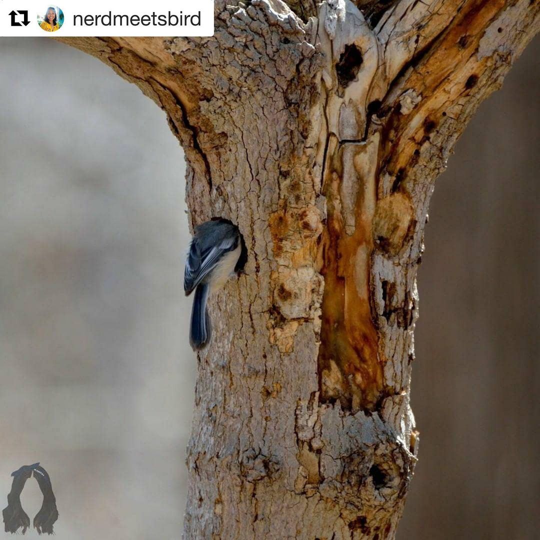 Credit Valley Conservation tweet media