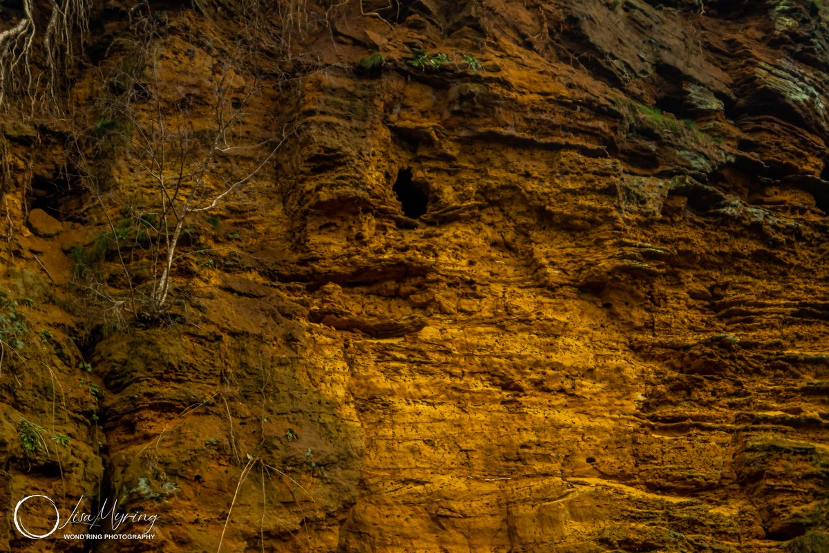 lisamyring's tweet photo. Sandstone Cliff, RSPB The Lodge
https://t.co/VUpbTD8kAc
#nature #naturephotography #landscape #landscapephotography #natureuk #sandstone #oldquarry #rspb #rspbthelodge #bedfordshire #sandy #pentax #pentaxks2 https://t.co/UAcsFtbwMK