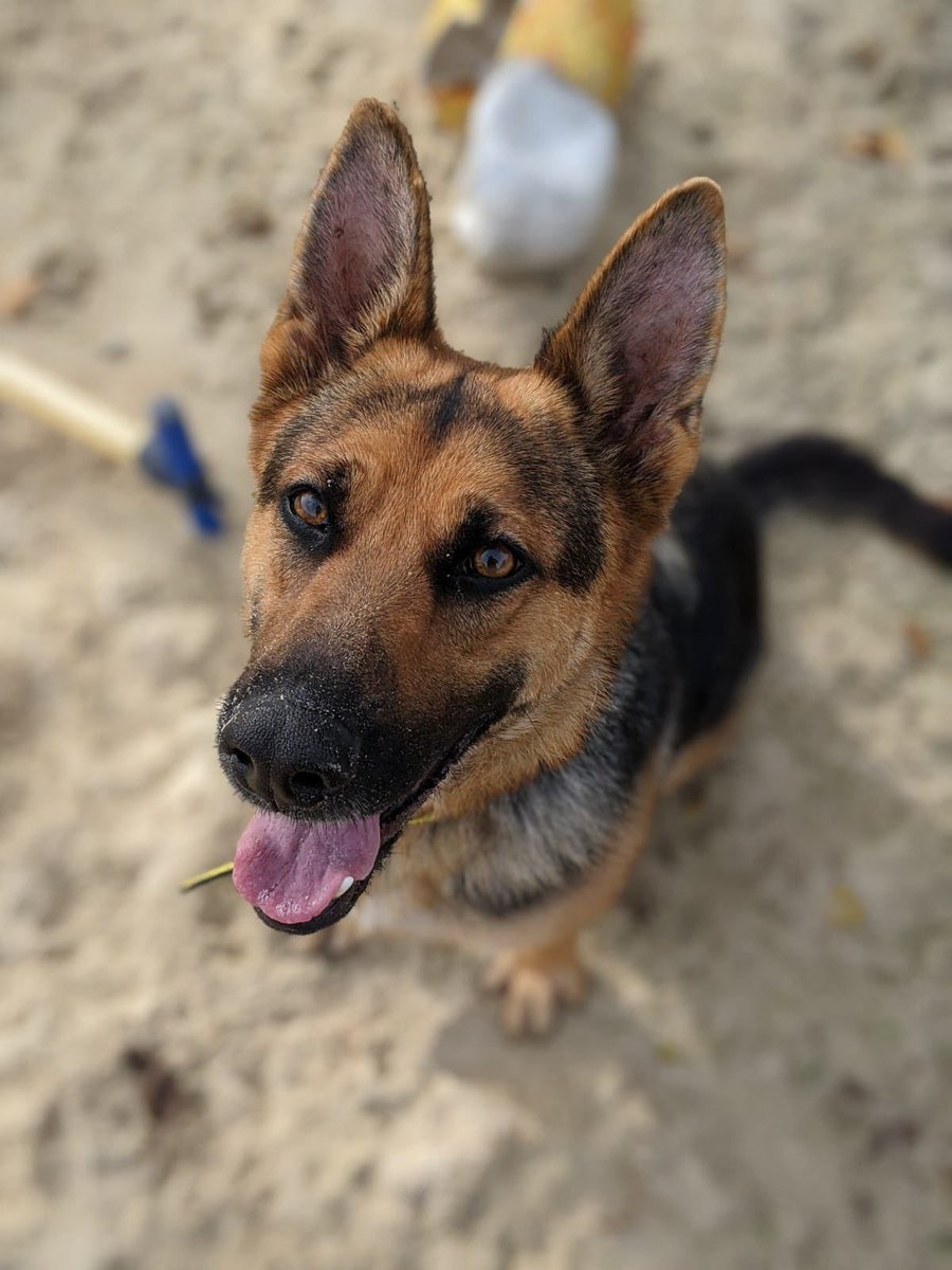 shirabetsuni's tweet photo. @TessHenderson1 Oh my lovely, beaming you all the love. Here’s a pic of the cute rescue doggo we’re adopting to hopefully make you smile. xx https://t.co/P8vh0R5CEw