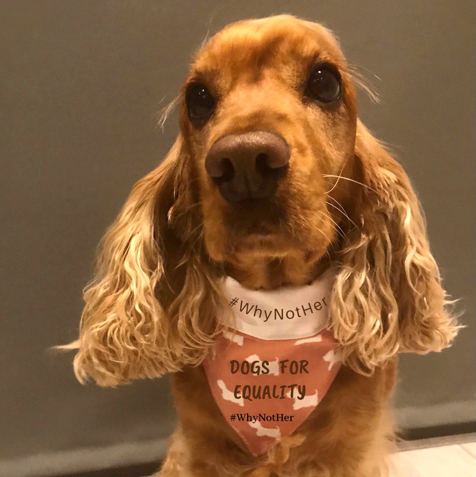 DogsForMichaelD's tweet image. Calling all our campaigning doggos! 

Our pawrents are frustrated that some of their favourite artists don’t feature on Irish radio. 

Get barking for #WhyNotHer ? 🐾