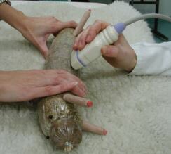 UofGVet tweet picture