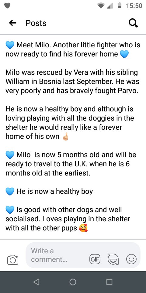 SCDRFundraisers's tweet photo. @Lin11W Need to find a lovely home for his brother Milo now 🙏🏻 https://t.co/XjAP8MeBBB