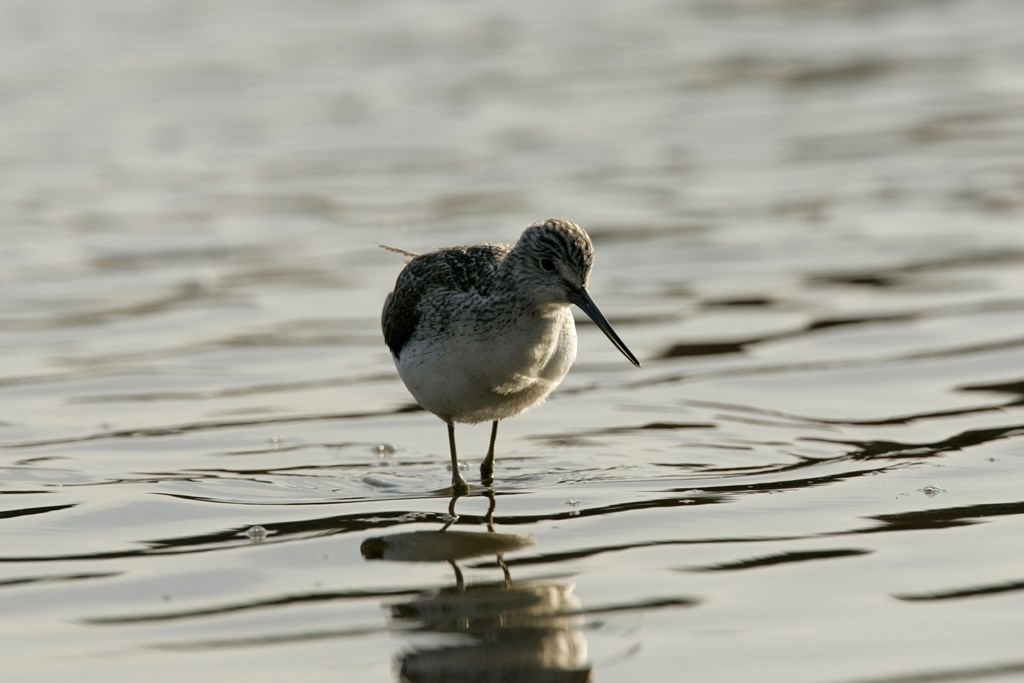 New paper by <a href="/_the_mason/">Tom Mason</a> et al <a href="/DurBiol/">Durham BioSciences</a> &amp; #RSPBScience investigates how human activities such as #agriculture, #deforestation, &amp; drainage of #wetlands have shaped where bird species are found in GB today

Paper bit.ly/3iMh7mM
Blog bit.ly/2YaRhQf #ornithology