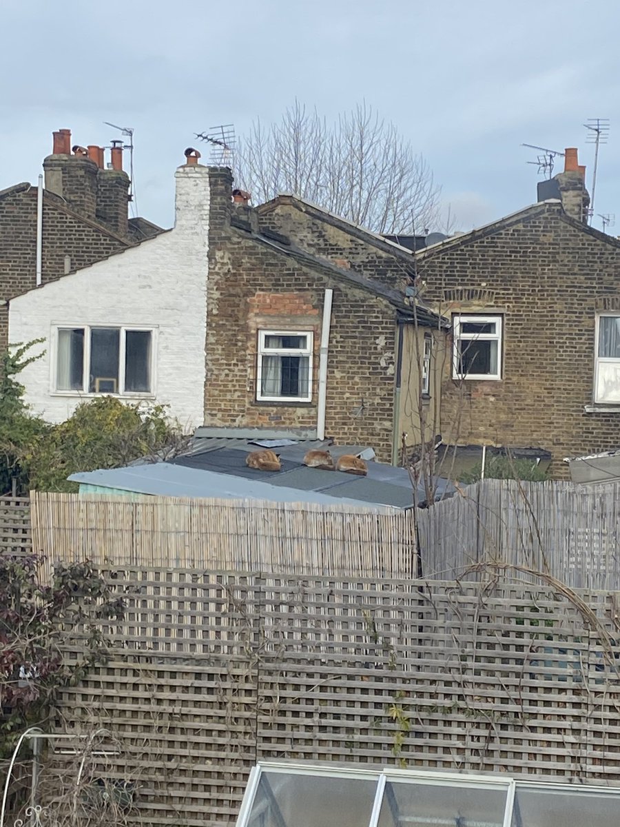 When the foxes are here, it’s a good day! #winterwatch <a href="/BBCSpringwatch/">BBC Springwatch</a> I wish I had a tail to curl up in like that! 🦊