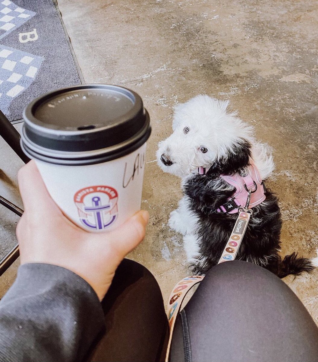 🎵 Monday, Monday. So good to me. ☕️ 

P: @reesethesheepadoodle #goforgold
