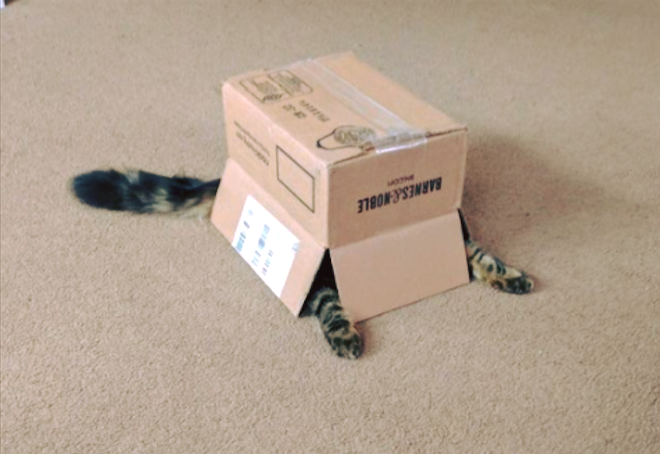 Puuurfect packing 🐱📦