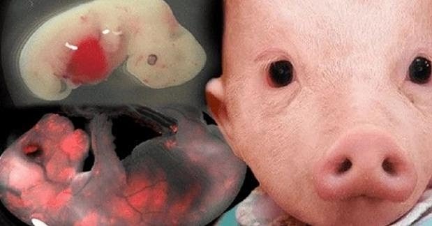WorldWideStori's tweet photo. Japan drops ban on human-animal hybrids. A medical practise is attempting to cell 'misleading' stem-cell research as a cure for multiple conditions.

Follow—@worldwidestori @worldwidestori
Visit our website: worldwidestories

#worldwidestories #humannaimal #Japan https://t.co/vmfDDRiNxI