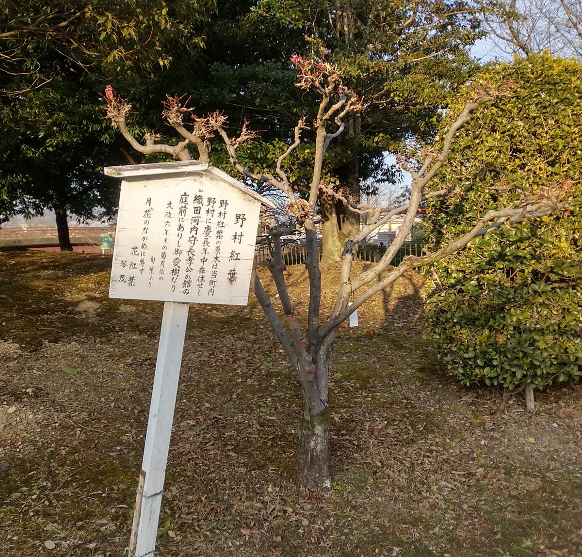 織田有楽斎