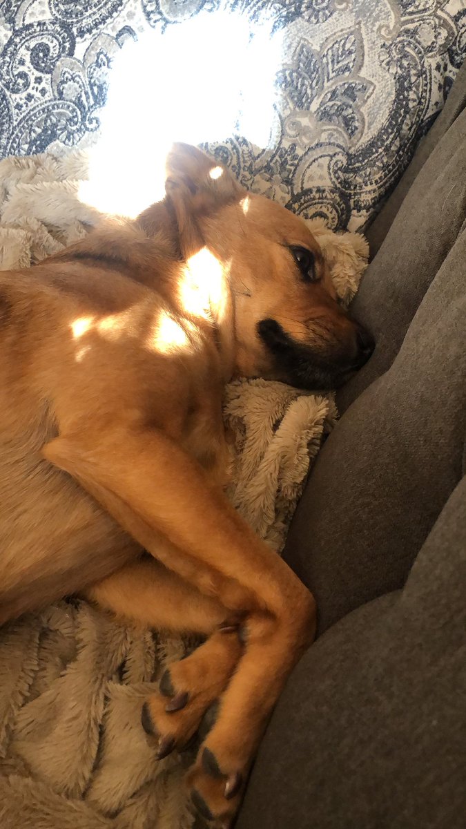 FatherTim's tweet photo. The coffee button I installed on the dog after hearing about Trump’s #dietcokebutton seems to need servicing this morning. https://t.co/a0CT4VFmYa