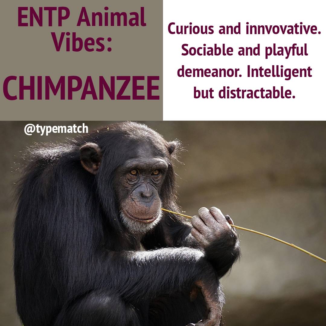 typematch_'s tweet image. Find your ENTP match on the @typematch dating and friendship app ❤️ (link in bio) 👆

#ENTP #entppersonality #entpproblems #entprelatable #entps #entpmemes #personality #intuitive #mbti #myersbriggs #16personalities #typematch #mbtimemes #mbtilove