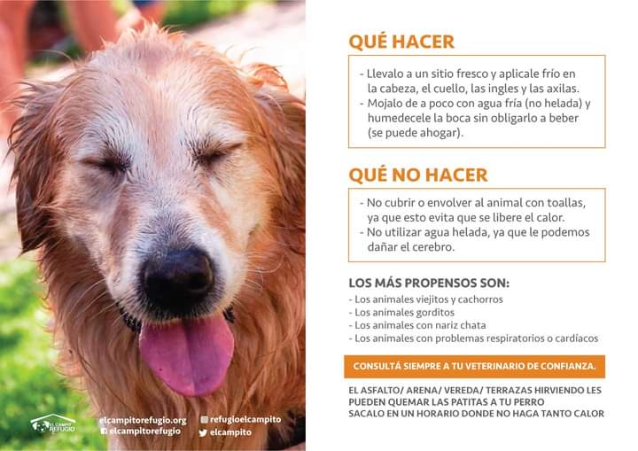 elcampito's tweet photo. INFO IMPORTANTE PARA DÍAS COMO HOY!!!
👉GOLPES DE CALOR EN PERROS! 🥵
Te dejamos todo lo que tenés que saber con respecto a los golpes de calor en animales.

👉Por favor, tachos de agua para los que están en la calle. Lo necesitan de verdad🙏🙏

#refugioelcampito https://t.co/fYNoJ9U8ZE