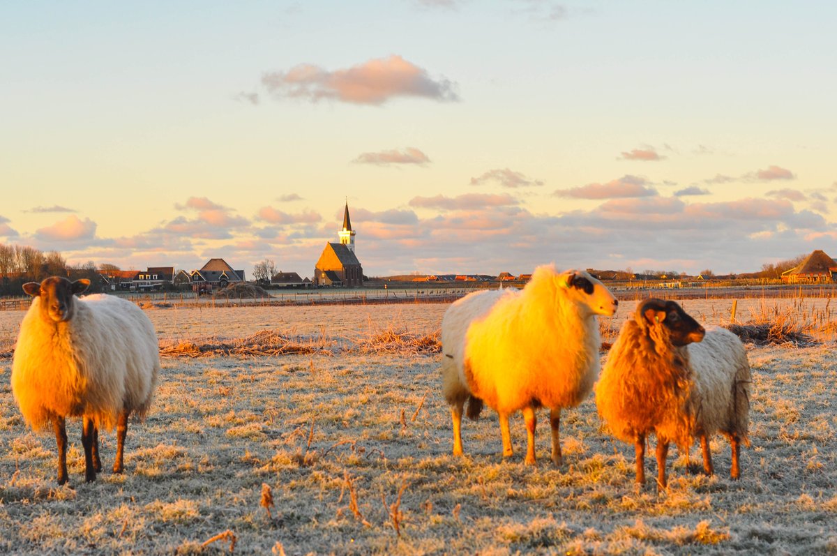 Wat begonnen wij onze werkweek goed, vanmorgen, tussen de schapen van Vrolijkeschapen.nl - die heerlijk in de weides rondom onze boerderij grazen! #zonsopkomst #eengoedbeginishethalvewerk #grazendeschapen #vrolijkeschapen