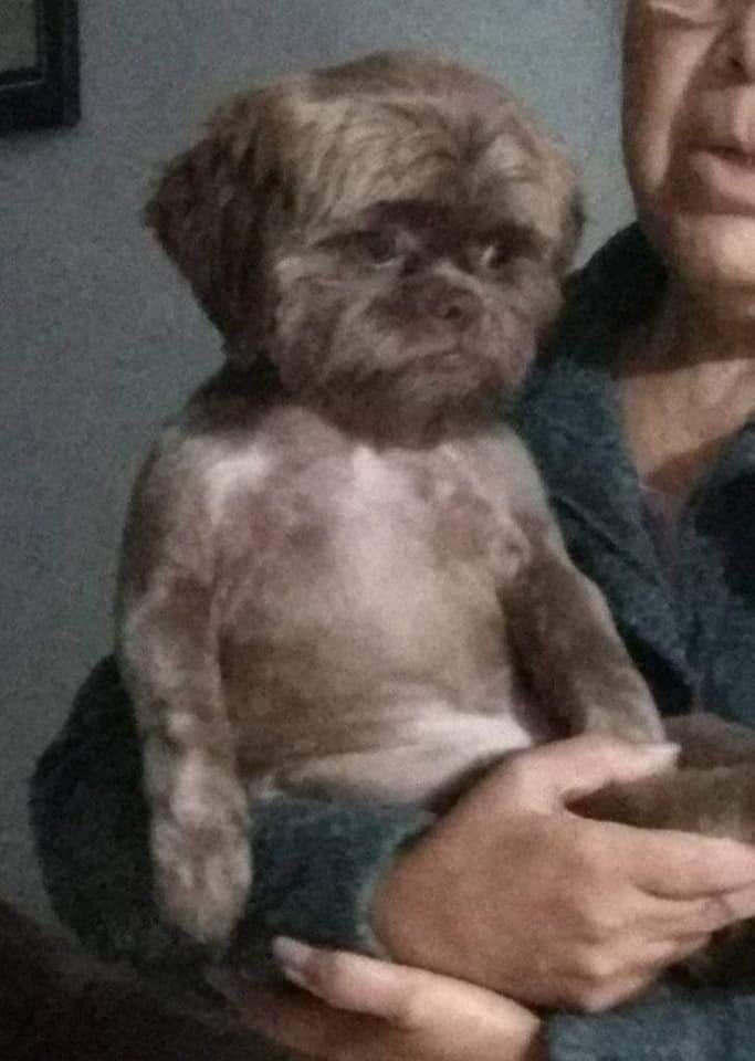 iVergaman's tweet photo. Lleve a mi perro a un corte de pelo y sepa la madre que le hicieron, ahora parece niño extraviado. https://t.co/iT3EOKIn1v